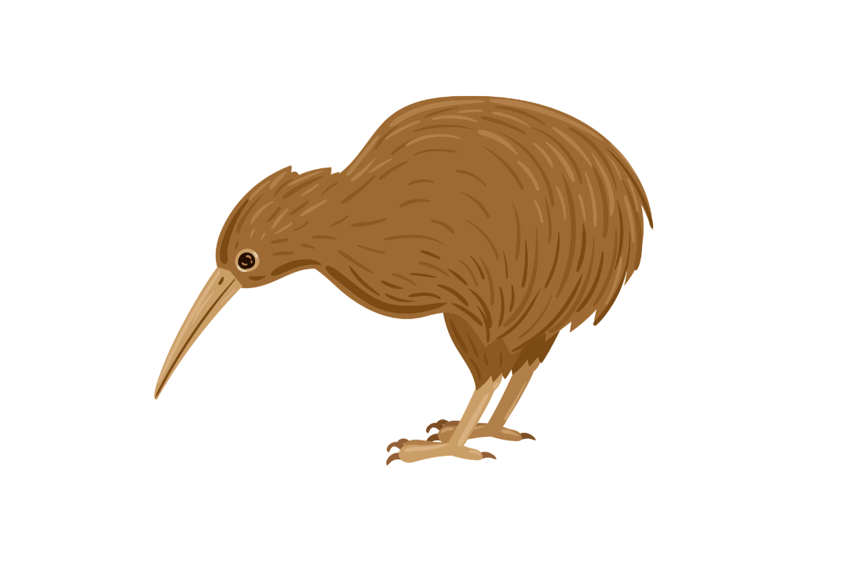 Kiwi – nielot, narodowy symbol Nowej Zelandii